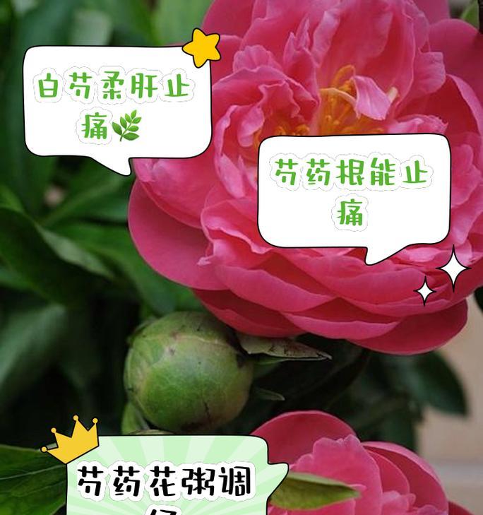 盆栽芍药的养殖方法与养护事项（打造优美的花园盆栽，从盆栽芍药开始）