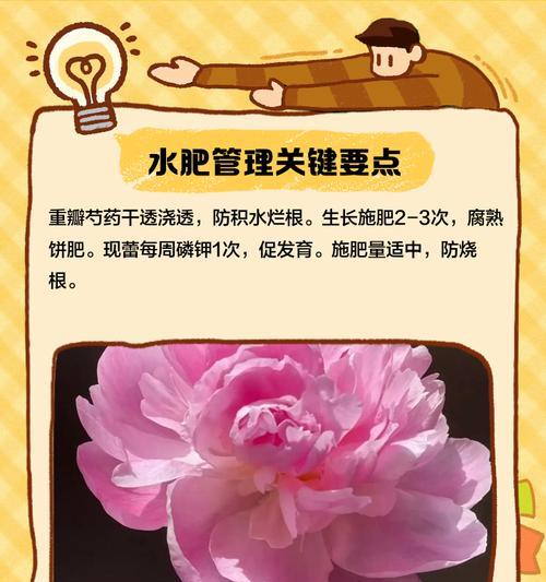 盆栽芍药的养殖方法与养护事项（打造优美的花园盆栽，从盆栽芍药开始）