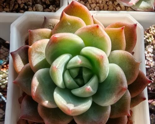 多肉植物的养护（多肉植物为什么喜欢太阳？）