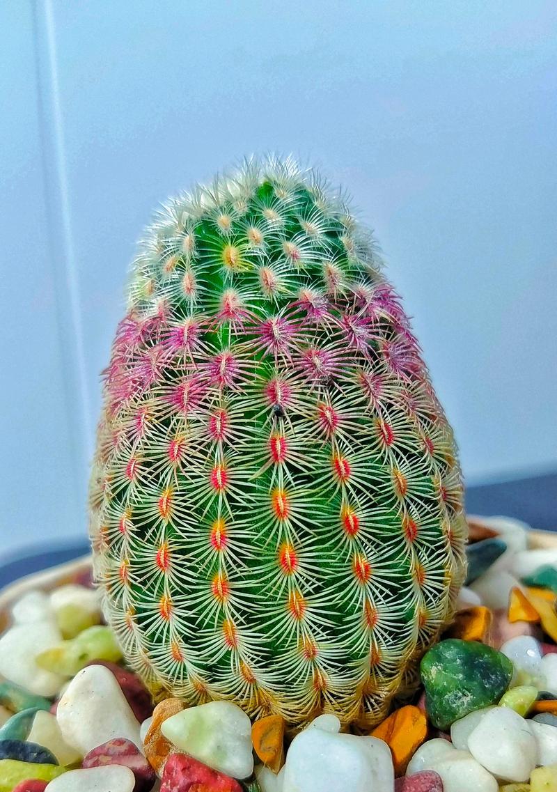 多肉植物的养护（多肉植物为什么喜欢太阳？）