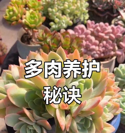 多肉植物的养护（多肉植物为什么喜欢太阳？）