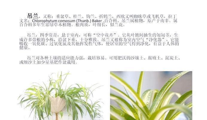 百万心吊兰的养殖全攻略（从选购到繁殖，轻松打造吊兰花海）