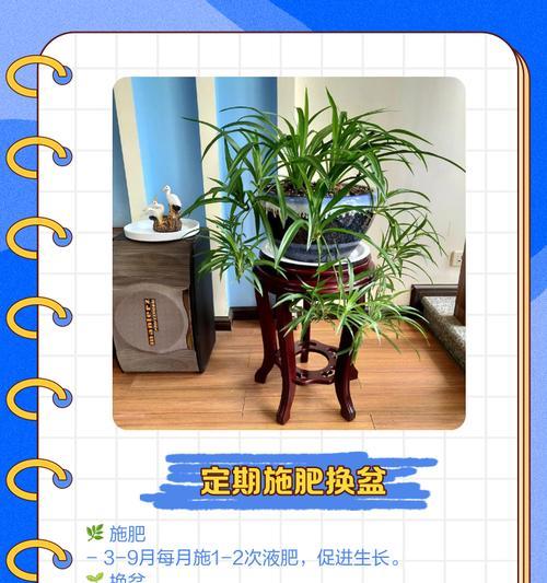 百万心吊兰的养殖全攻略（从选购到繁殖，轻松打造吊兰花海）