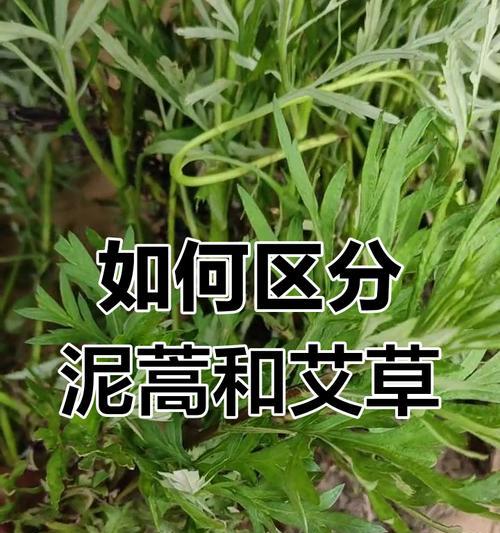 泥蒿和芦蒿的区别与相似之处（解析泥蒿和芦蒿的形态、产地、食用方法以及营养价值）