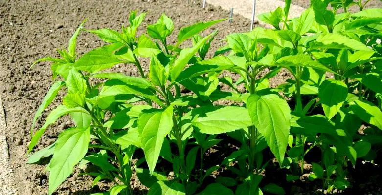 洋姜生芽能吃吗？探究营养价值和安全性（洋姜生芽食用的优缺点及注意事项）