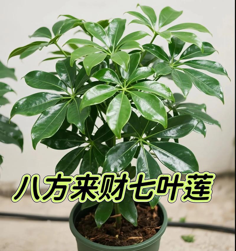 七叶莲，一种好养活的水生植物（适合初学者的养护技巧和繁殖方法）