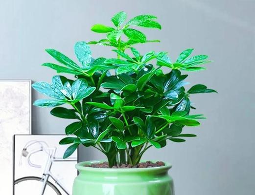七叶莲，一种好养活的水生植物（适合初学者的养护技巧和繁殖方法）
