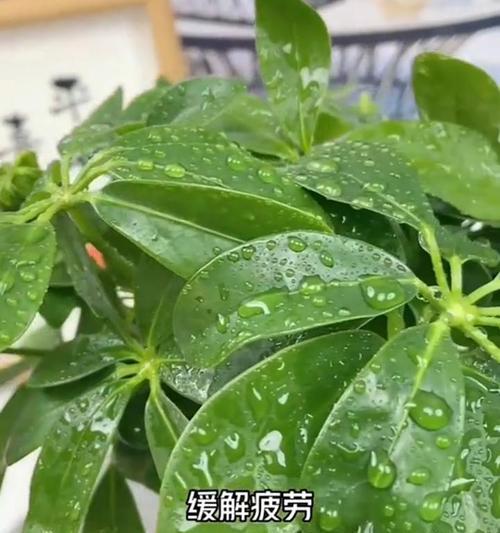七叶莲，一种好养活的水生植物（适合初学者的养护技巧和繁殖方法）