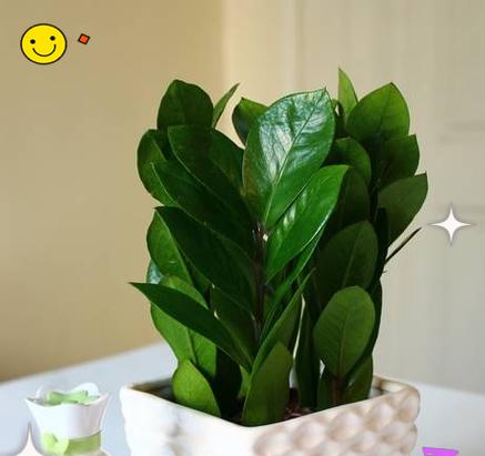 属虎的招财植物大揭秘（种植这些植物，招财运旺财轻松易得）