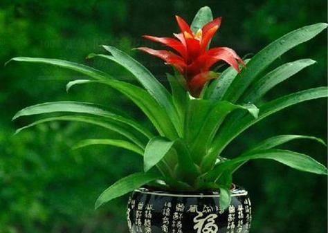 属虎的招财植物大揭秘（种植这些植物，招财运旺财轻松易得）