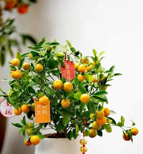 属虎的招财植物大揭秘（种植这些植物，招财运旺财轻松易得）