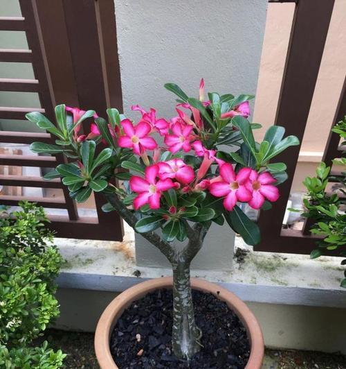 沙漠玫瑰花到底有毒吗？（深入探究沙漠玫瑰花的毒性问题，了解真相）
