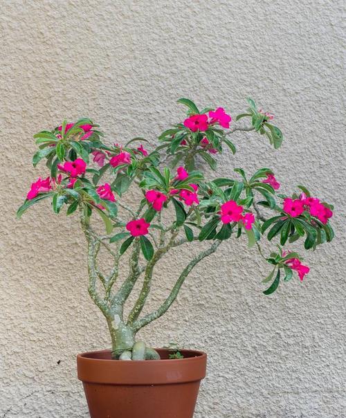 沙漠玫瑰花到底有毒吗？（深入探究沙漠玫瑰花的毒性问题，了解真相）