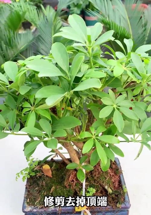 如何正确剪枝发财树（发财树的剪枝时间、剪枝方法和注意事项）