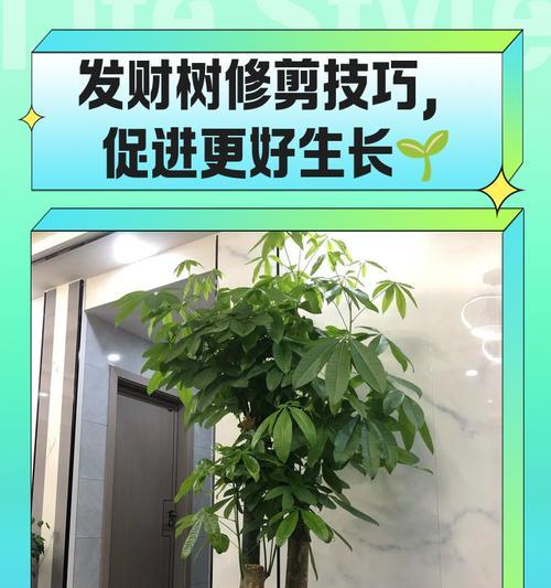 如何正确剪枝发财树（发财树的剪枝时间、剪枝方法和注意事项）