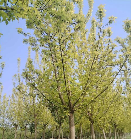 复叶槭修剪全攻略（时间、方法、注意事项，教你轻松修剪你的复叶槭）