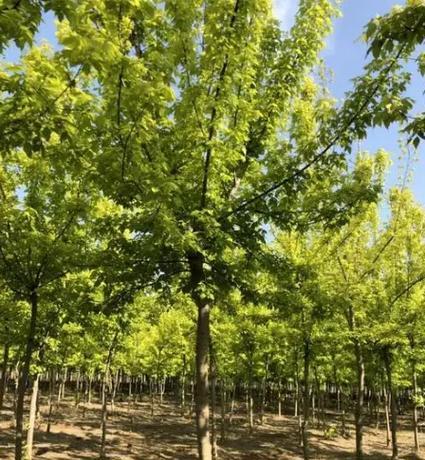 复叶槭修剪全攻略（时间、方法、注意事项，教你轻松修剪你的复叶槭）