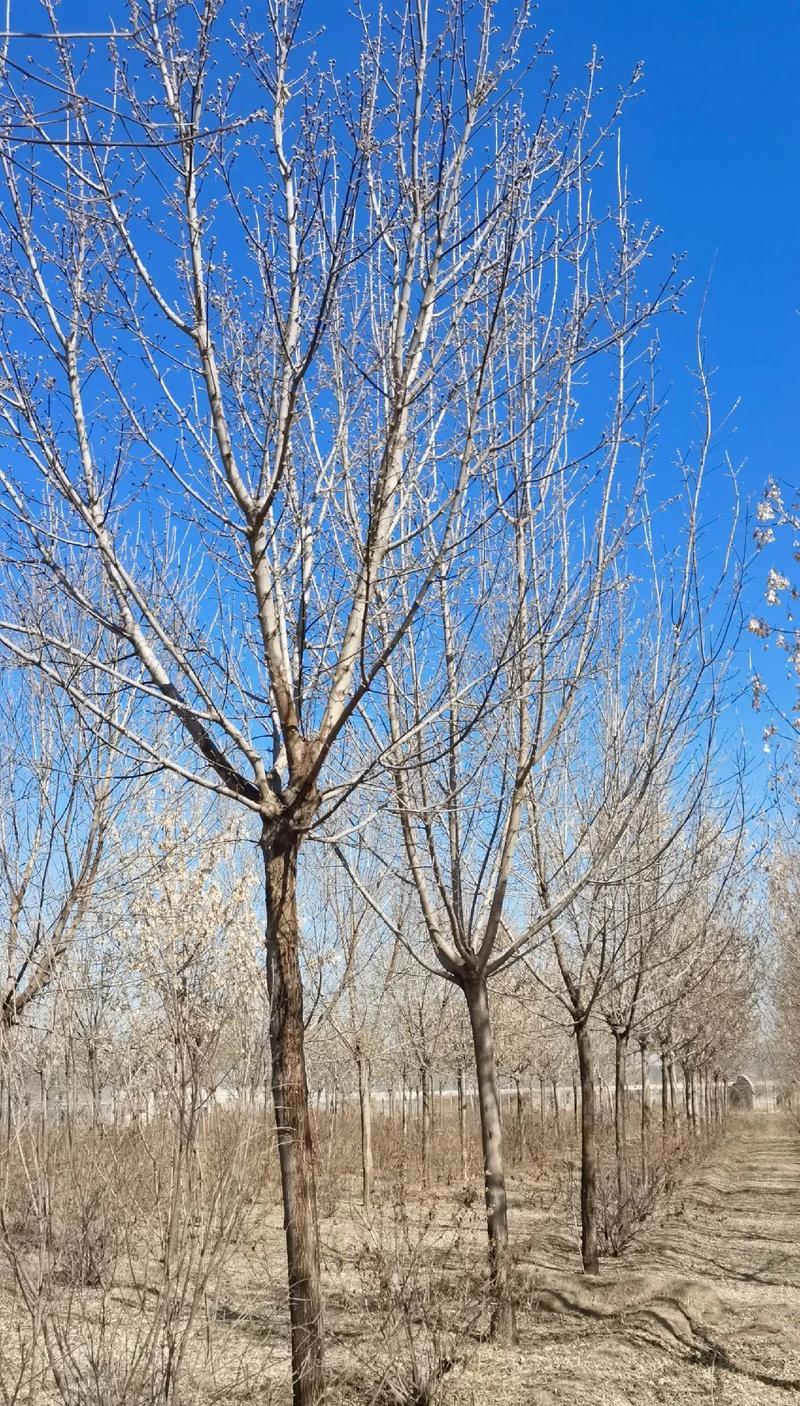 复叶槭修剪全攻略（时间、方法、注意事项，教你轻松修剪你的复叶槭）