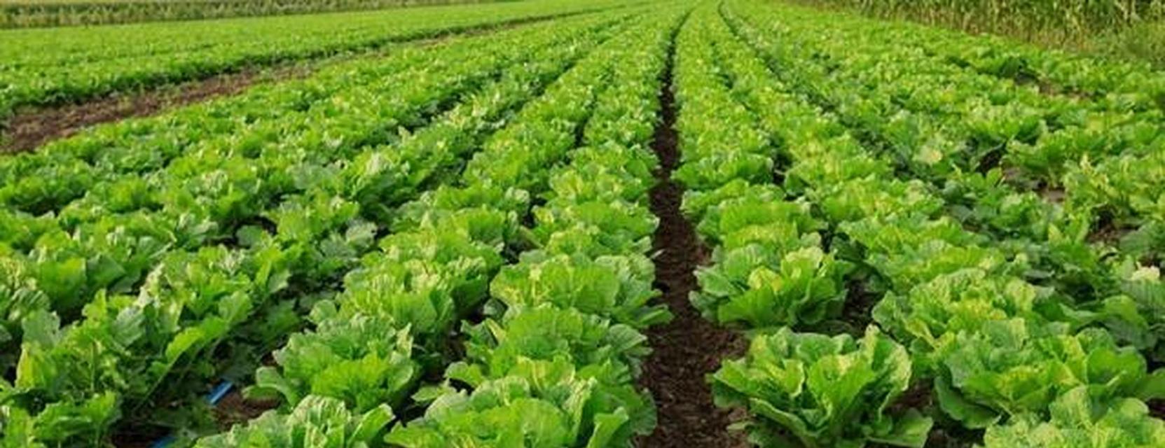 大白菜，中国菜肴中的代表植物（生长环境、营养成分、食用方法等全方位解析）