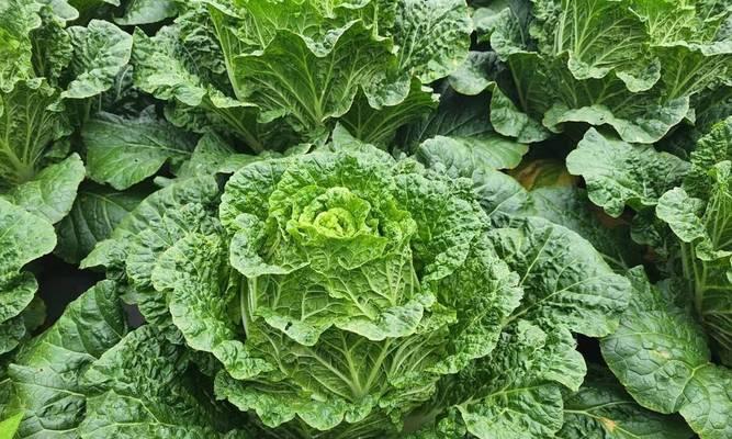 大白菜，中国菜肴中的代表植物（生长环境、营养成分、食用方法等全方位解析）