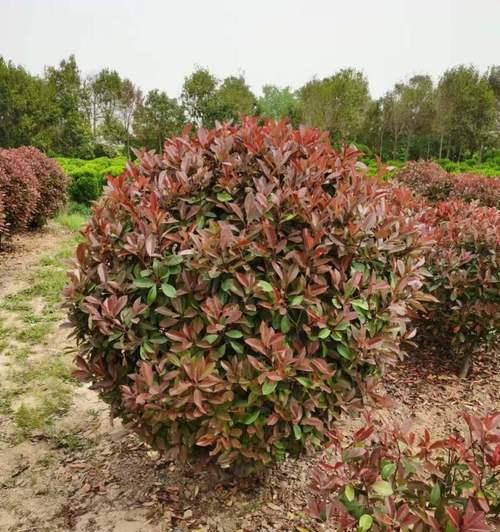 石楠球是乔木还是灌木？——解析石楠球的植物类型（探究石楠球的形态特征及生态习性）