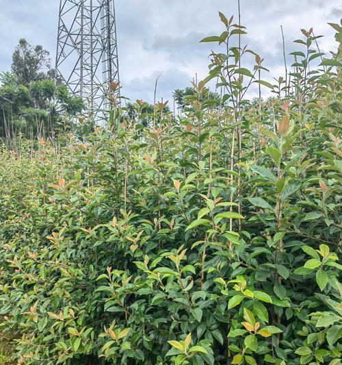 石楠球是乔木还是灌木？——解析石楠球的植物类型（探究石楠球的形态特征及生态习性）