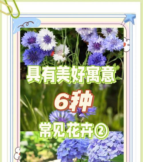 阳光玫瑰葡萄的土壤要求（打造适合阳光玫瑰葡萄生长的土壤环境）