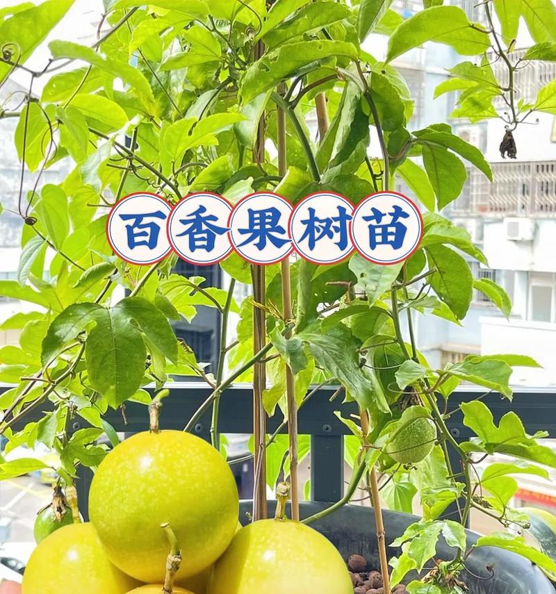 百香果的种植全攻略（从播种到收获，每个环节都不能错过）