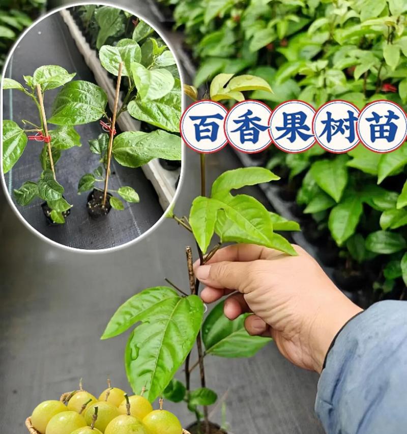 百香果的种植全攻略（从播种到收获，每个环节都不能错过）