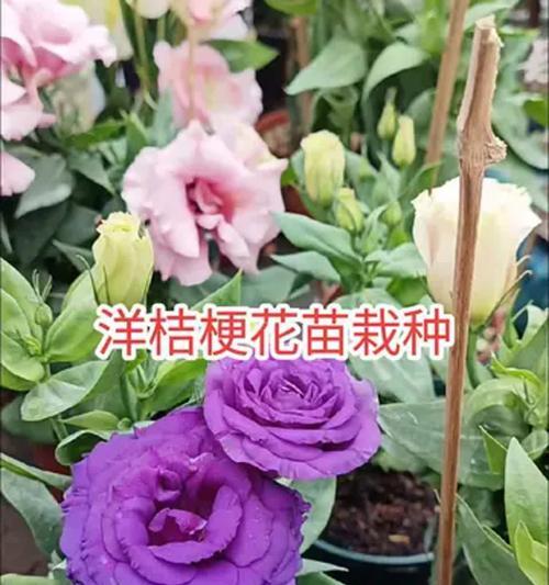 洋桔梗的种植及栽培方法（如何成功地种植洋桔梗？）