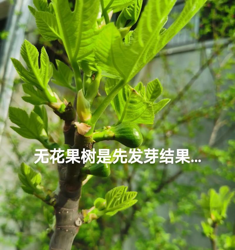 无花果树的耐阴性剖析（探讨无花果树在阴暗环境中生长的条件与技巧）