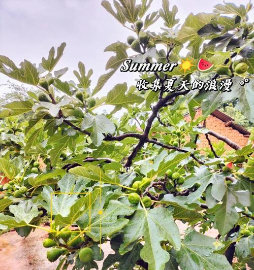 无花果树的耐阴性剖析（探讨无花果树在阴暗环境中生长的条件与技巧）