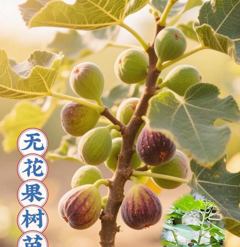 无花果树的耐阴性剖析（探讨无花果树在阴暗环境中生长的条件与技巧）