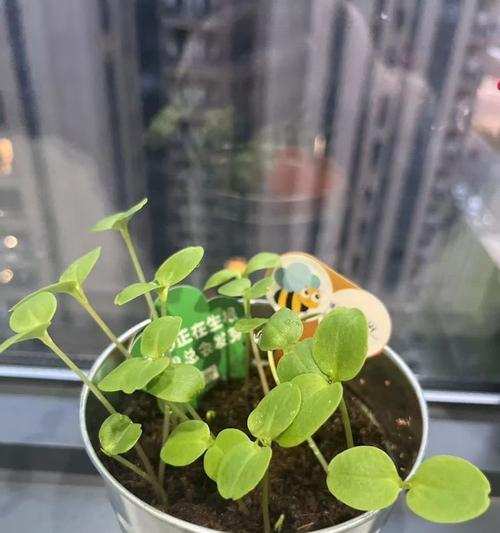 凤仙花的浇水方法（了解凤仙花的生长习性，科学浇水提高养护效果）