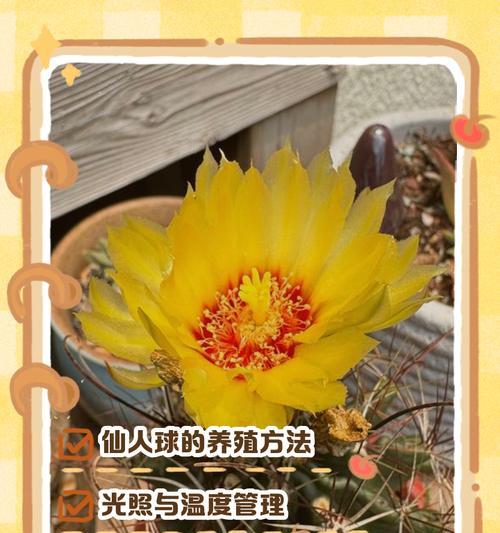 深盆还是浅盆？探讨仙人球的最佳栽种方式（选择合适的盆栽，让仙人球茁壮成长）