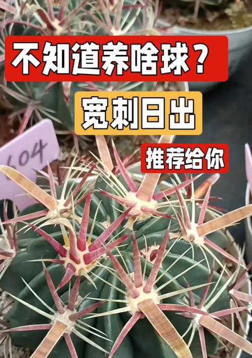 深盆还是浅盆？探讨仙人球的最佳栽种方式（选择合适的盆栽，让仙人球茁壮成长）