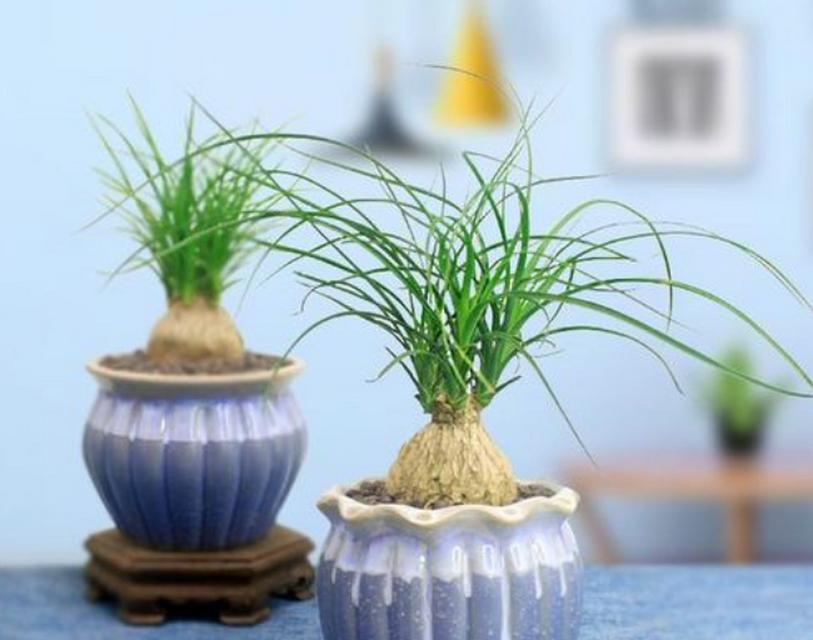 打造绿色时尚，这些植物你也可以穿（探秘可穿戴植物的奇妙世界）