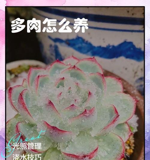 太妃糖多肉的养护方法（从选购到日常养护，一次性了解）