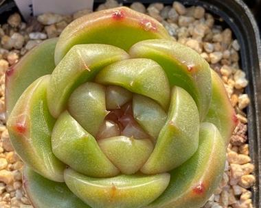 太妃糖多肉的养护方法（从选购到日常养护，一次性了解）