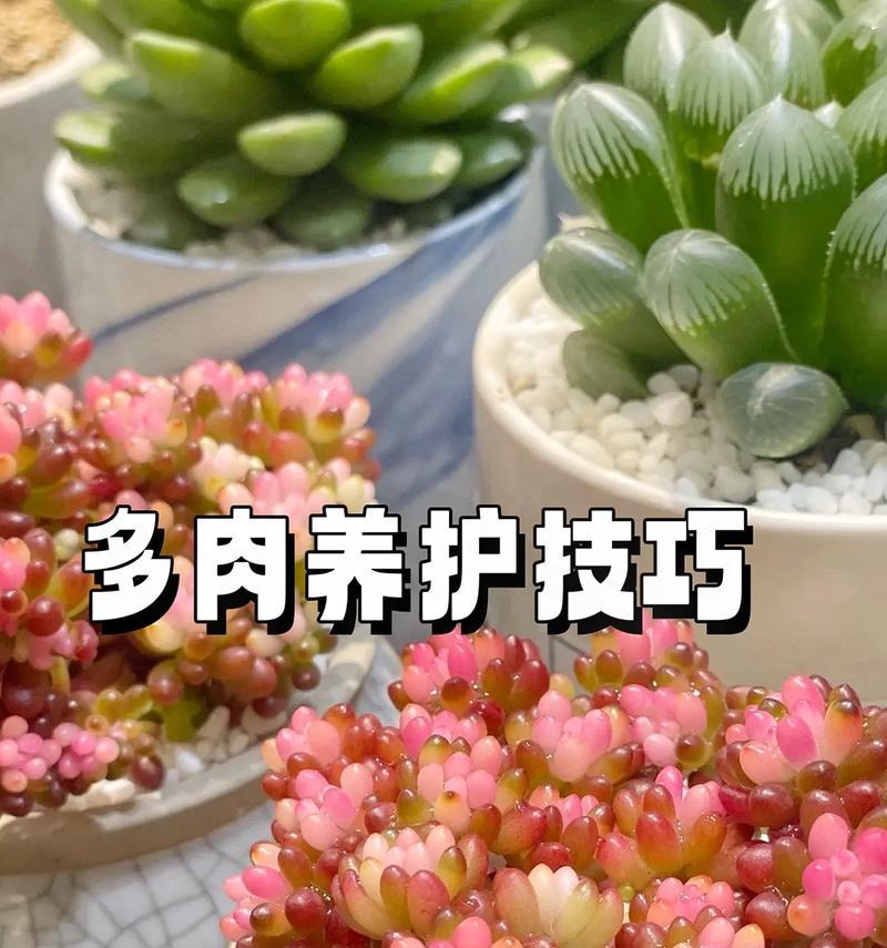 太妃糖多肉的养护方法（从选购到日常养护，一次性了解）