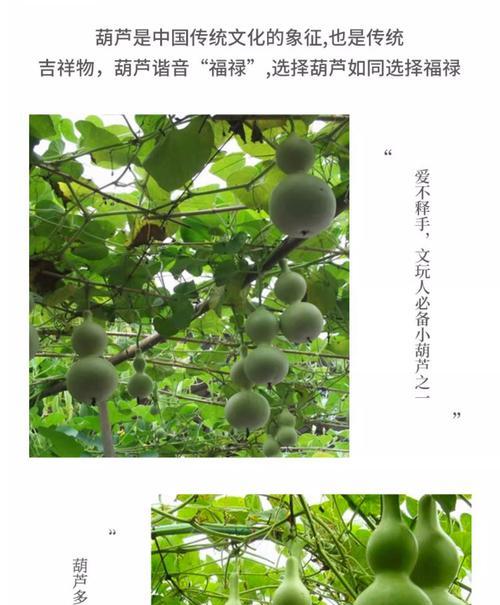 文玩葫芦的种植与养护（如何选购种子？如何妥善管理？）