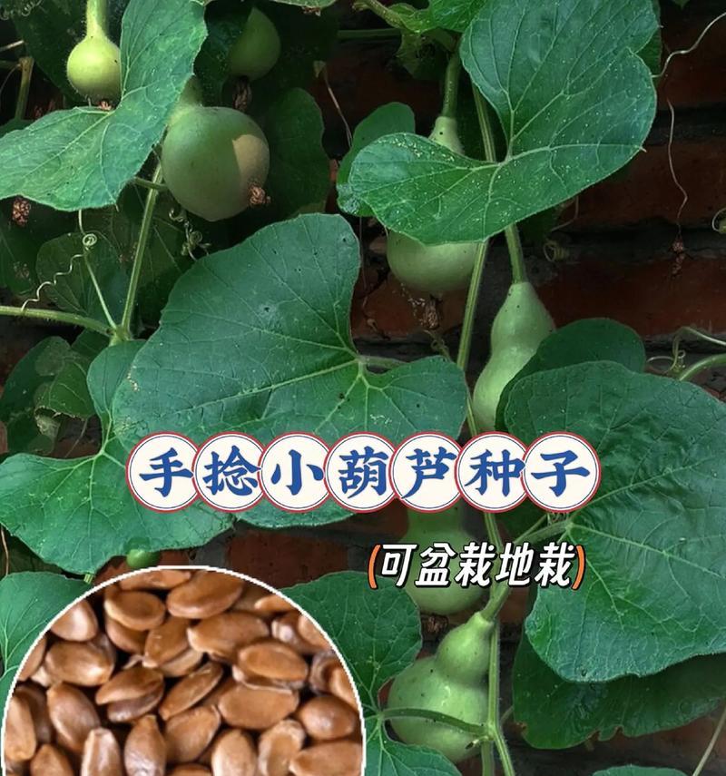 文玩葫芦的种植与养护（如何选购种子？如何妥善管理？）