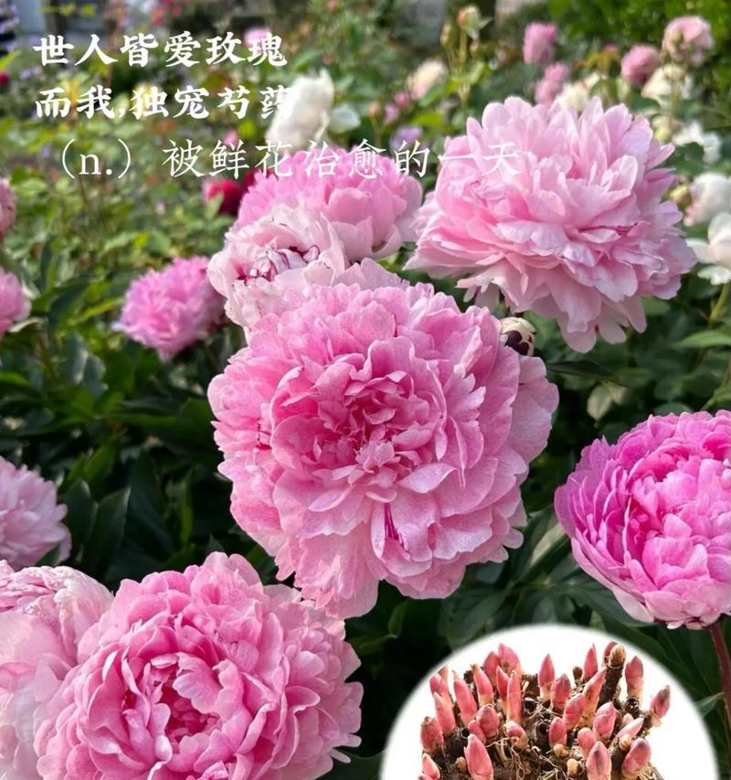 宠爱花语——浪漫花朵的情感表达（解读花语语言，传递爱的情感）