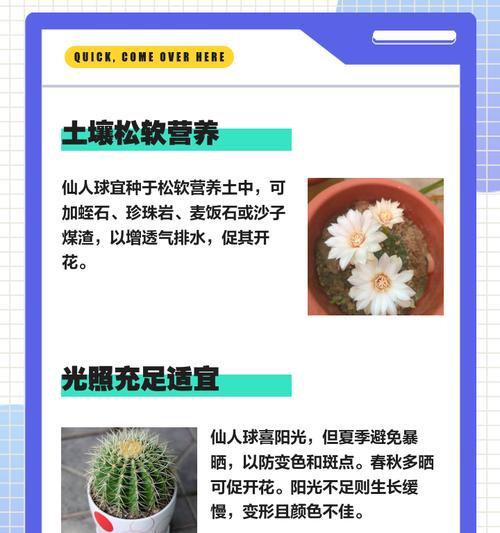 姬珊瑚仙人掌的繁殖与注意事项（如何培育健康的姬珊瑚仙人掌？）