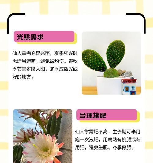 姬珊瑚仙人掌的繁殖与注意事项（如何培育健康的姬珊瑚仙人掌？）