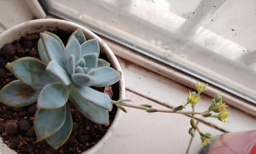 仙人掌（探秘仙人掌花开的奥秘）