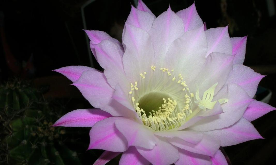 仙人掌（探秘仙人掌花开的奥秘）