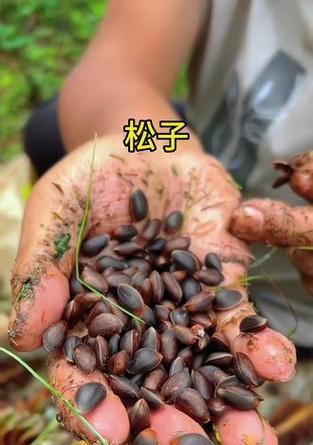 松子的成熟期与采摘时间（了解松子果实的生长周期及采摘技巧，让你吃到口感最佳的松子）