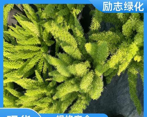 天门冬分盆分株繁殖方法（掌握分盆分株技巧，轻松繁殖天门冬）