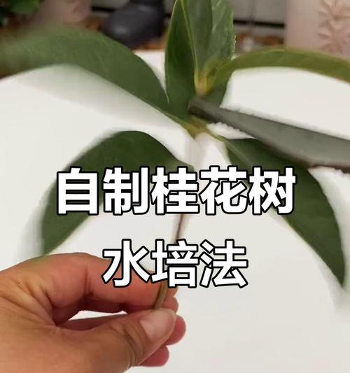 水培桂花的养殖方法（桂花水培的优点与注意事项）
